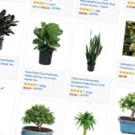Amazonは、園芸商品販売の新しいPlants Storeをオープン！