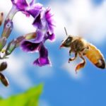 ウォルマートはロボットのハチ型ドローンの特許を検討中